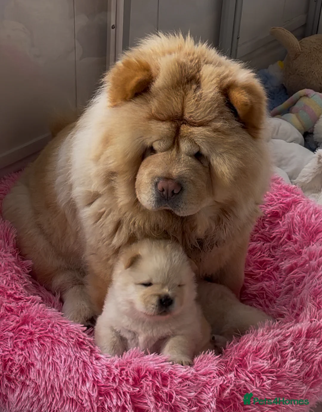 Chow Chow dogs for sale: KC chow chow puppies  - Advert 1