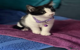 Mixed Breed cats for sale: Fabulous fun , fluffy and  happy kittens  - Image 5