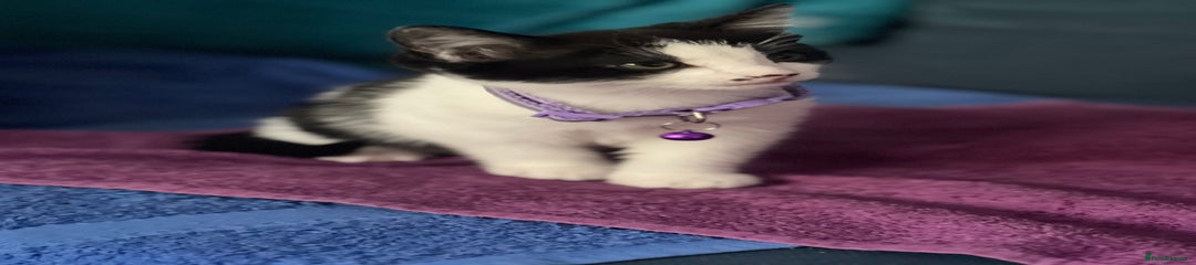 Mixed Breed Kitten 3