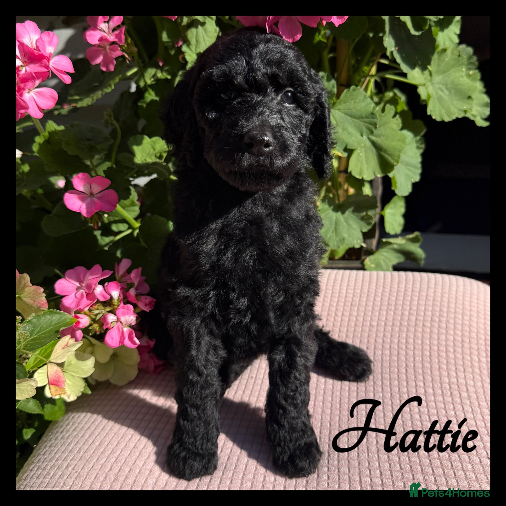 Labradoodle dogs 🌈CAN STAY FOR UPCOMING HOLS🌈OUTSTANDING PUPS🌈 - Advert 2