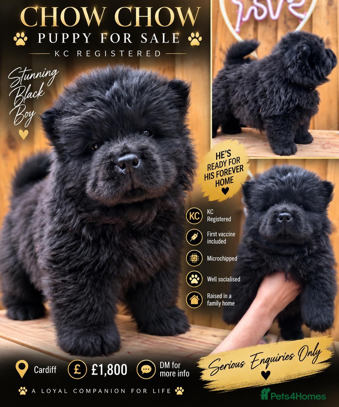 Chow Chow dogs Last chow chow boy looking for a forever home  - Advert 7