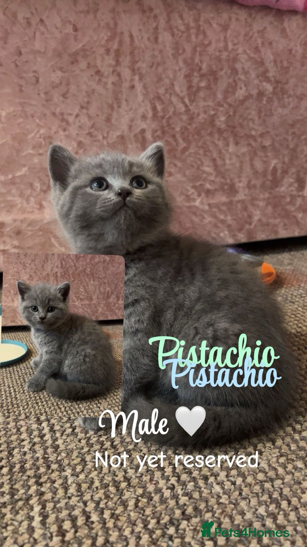 British Shorthair cats for sale: Pure breed dark grey bsh - Advert 2