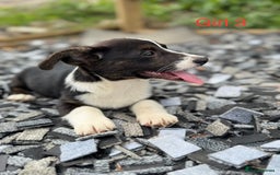Welsh Corgi Cardigan dogs for sale: Welsh Cardigan Corgi Puppies  - Image 3