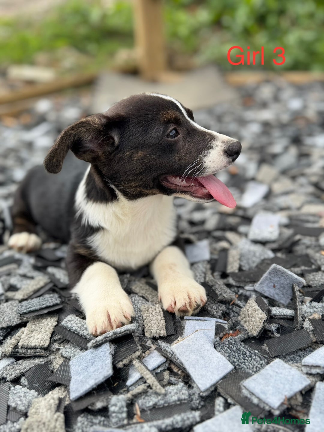 Welsh Corgi Cardigan dogs for sale: Welsh Cardigan Corgi Puppies  - Image 3