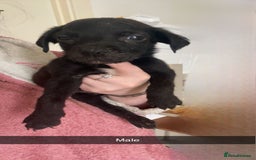 Mixed Breed dogs for sale: Staffy X Rottweilers - Image 5