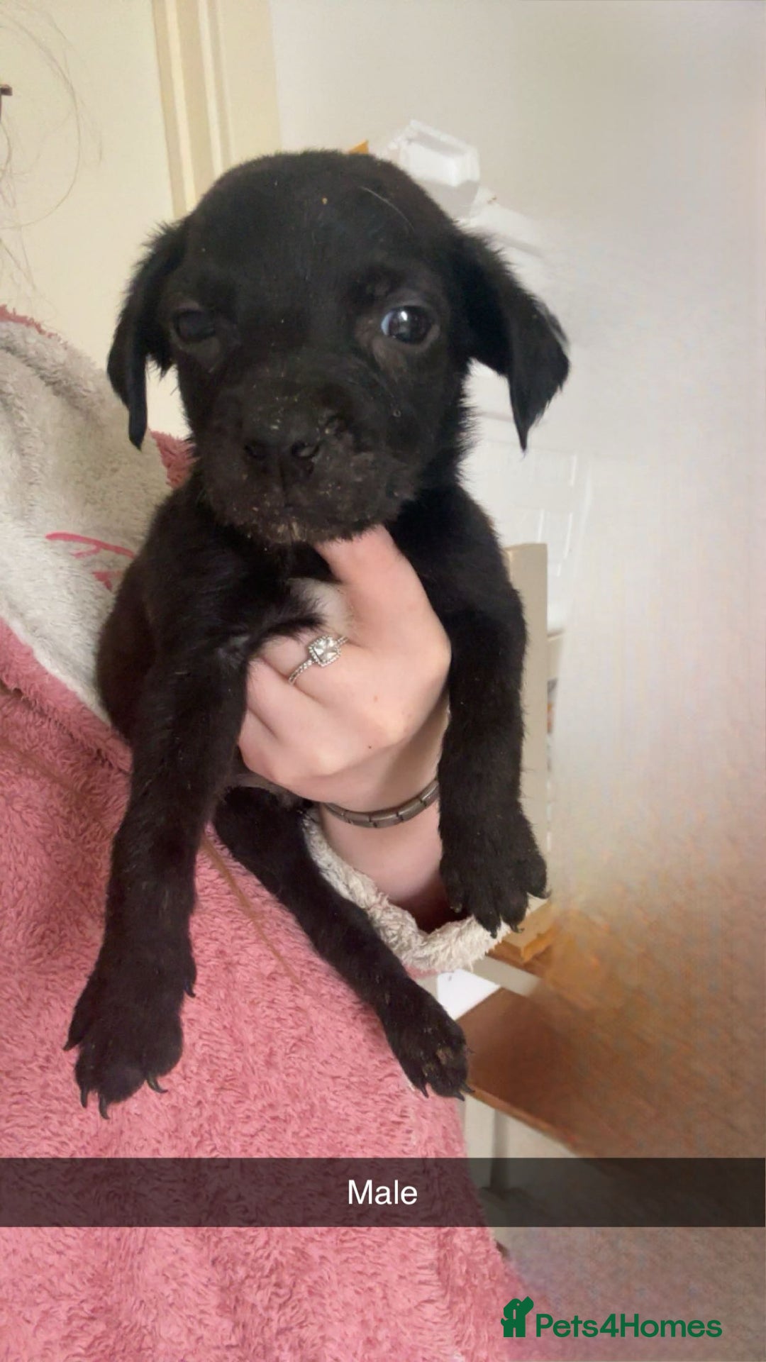 Mixed Breed dogs for sale: Staffy X Rottweilers - Image 5