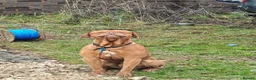 Dogue De Bordeaux dogs for sale: Dogue de debordeux  in Louth - Advert 5
