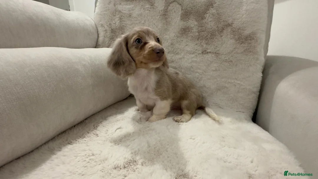 Miniature Dachshund dogs for sale: Oustanding Longhair Minature Dachshund  - Advert 6