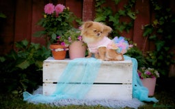 Chihuahua dogs for sale: ❤️stunning chihuahua pups❤️ - Image 15