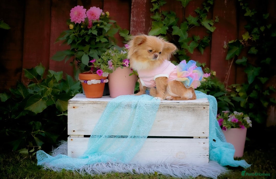 Chihuahua dogs for sale: ❤️stunning chihuahua pups❤️ - Image 15