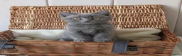 British Shorthair cats for sale: 🐾 Beautiful British Shorthair / Longhair Kittens  - Advert 12