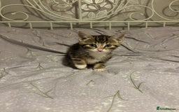 Domestic Shorthair cats for sale: Gorgeous black and tabby kittens - Advert 7