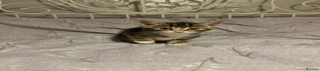 Domestic Shorthair Kitten 2