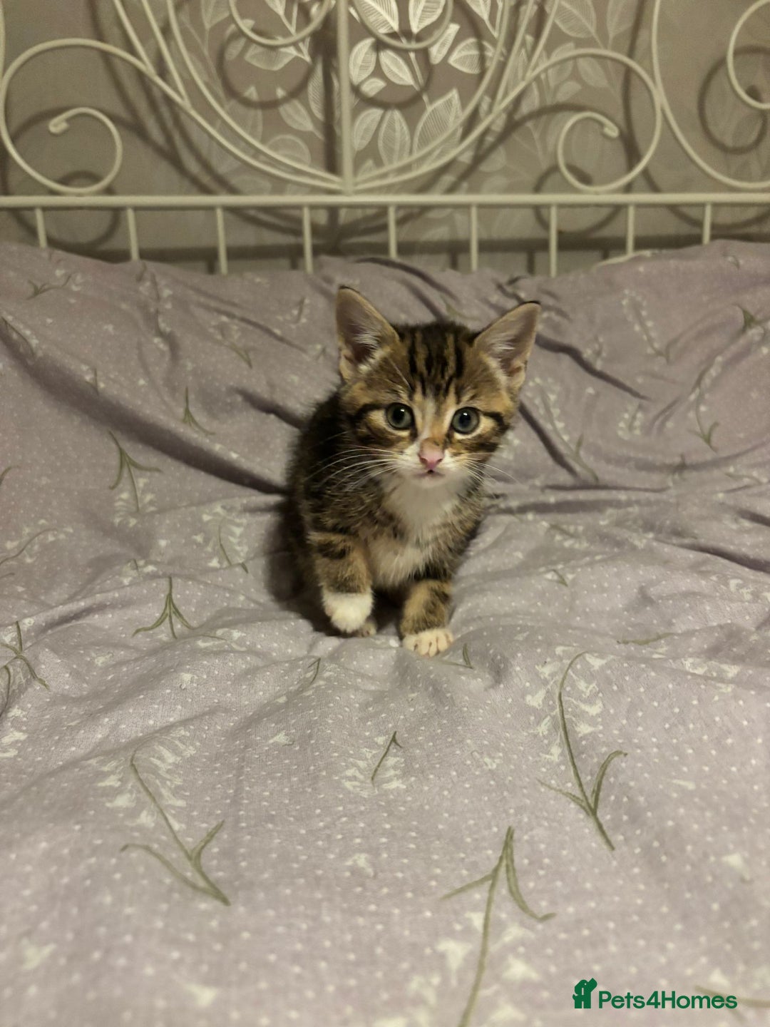 Domestic Shorthair cats for sale: Gorgeous black and tabby kittens - Advert 7