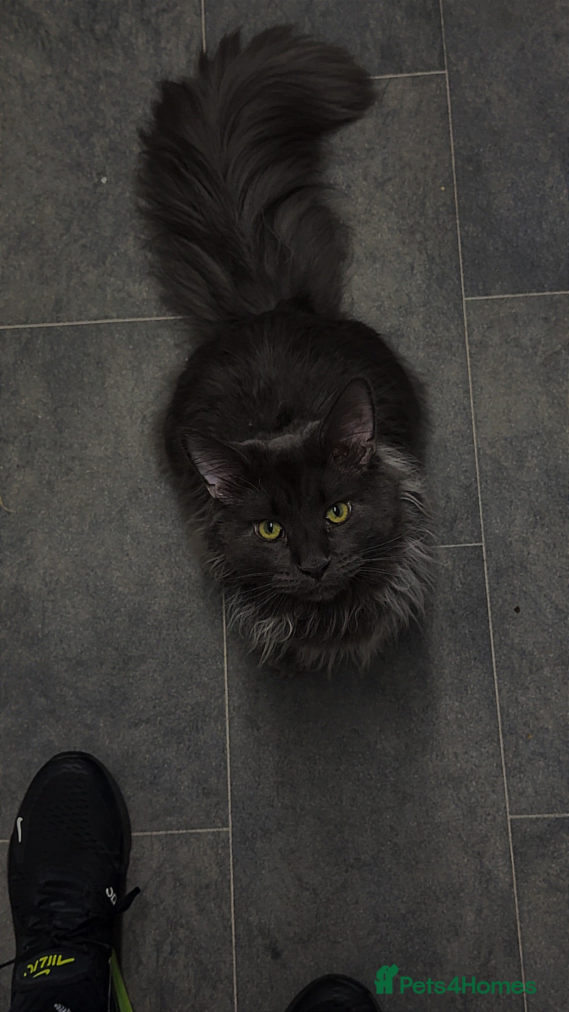 Maine Coon cats Maine Coon for STUD, 19 Months old - Advert 17