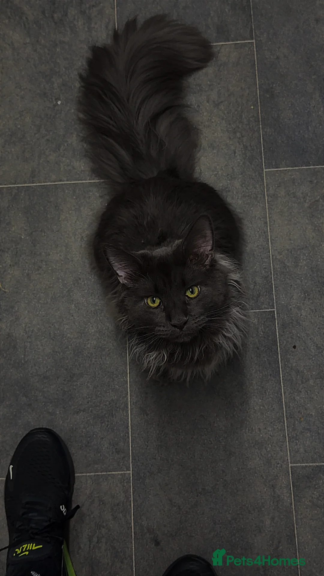 Maine Coon cats for stud: Maine Coon for STUD, 19 Months old in Lowestoft - Advert 1