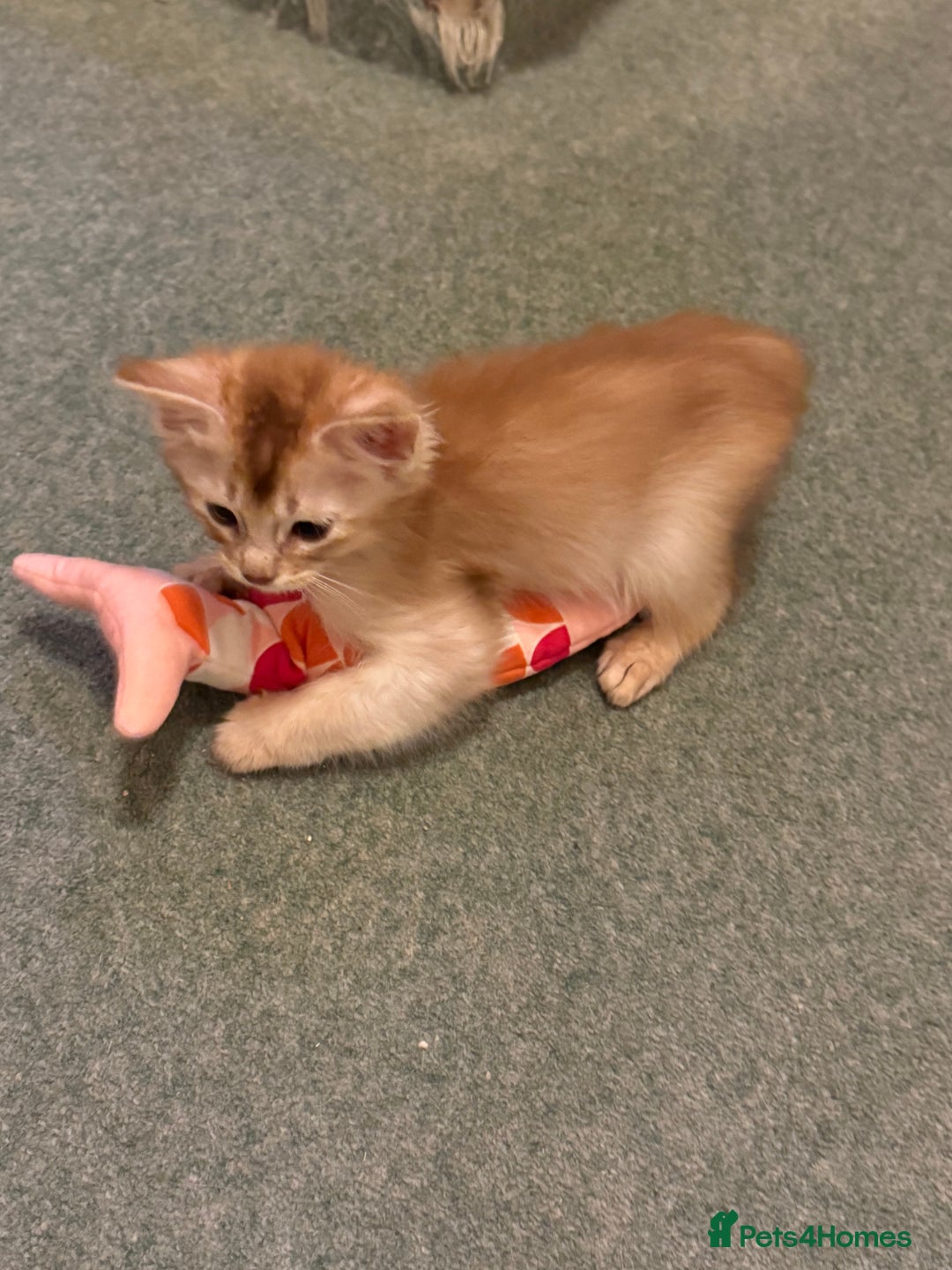 Somali cats for sale: Pedigree Somali Kittens  - Advert 3