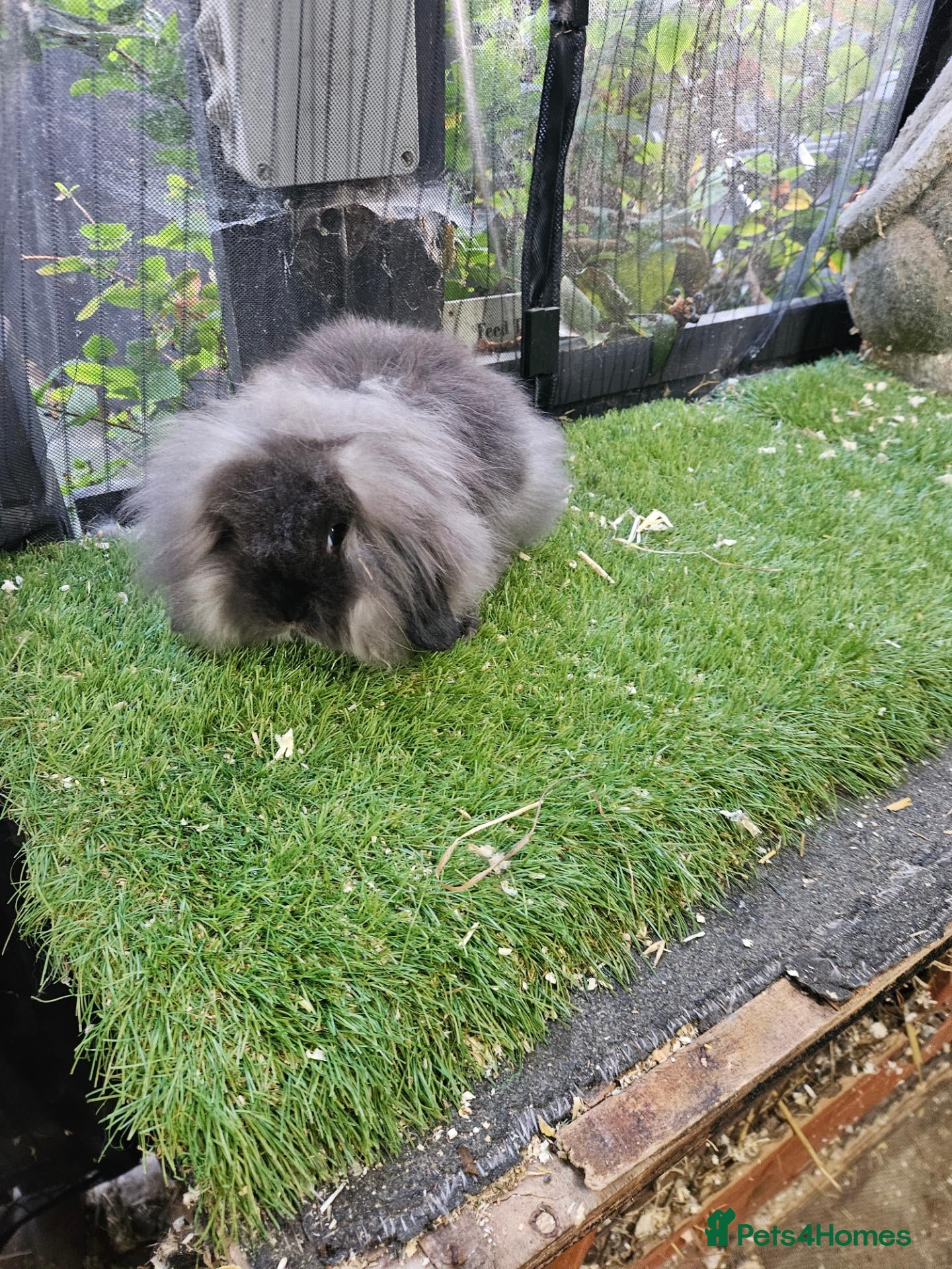 Mini Lop rabbits Seal point & sable lion lop baby rabbits 9 weeks - Advert 22