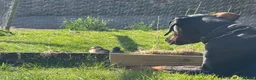 Dobermann dogs for sale: New home  in Dumfries - Advert 2
