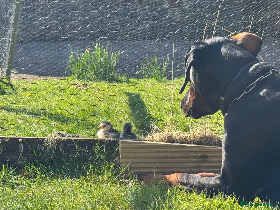Dobermann dogs for sale: New home  in Dumfries - Advert 2