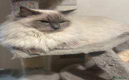 Ragdoll cats for stud: Beautiful pure blue point large  ragdoll stud in Bristol - Image 1
