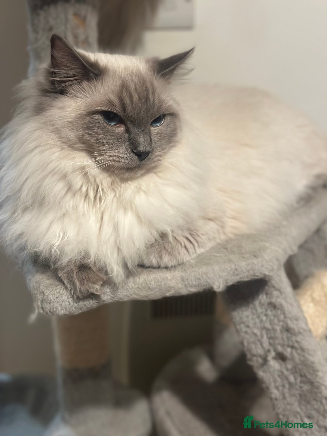 Ragdoll cats for stud: Beautiful pure blue point large  ragdoll stud in Bristol - Image 1
