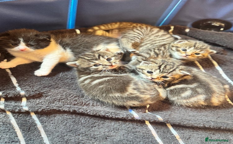 Mixed Breed cats - Advert 7