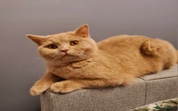 British Shorthair cats for sale: 🌟 Two Loving Female British Shorthair Cats 🌟 - Advert 2