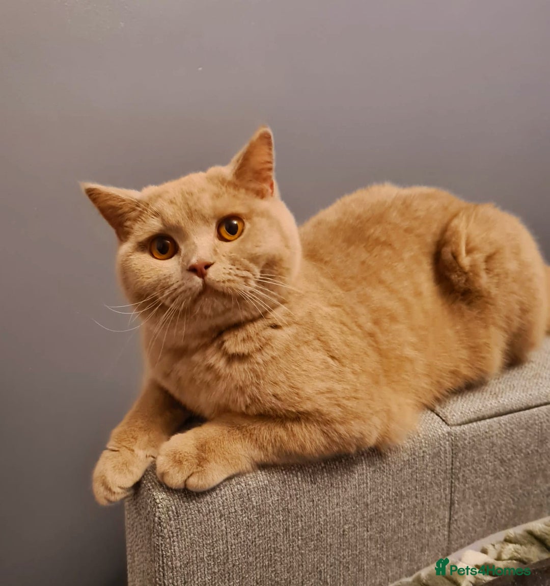 British Shorthair cats for sale: 🌟 Two Loving Female British Shorthair Cats 🌟 - Advert 2