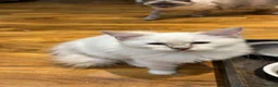 Ragdoll cats for sale: GCCF Registered Kittens - Advert 7