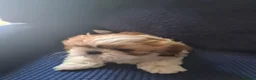 Shih Tzu dogs for sale: Beautiful shihtzu puppies 4 boys. - Advert 8