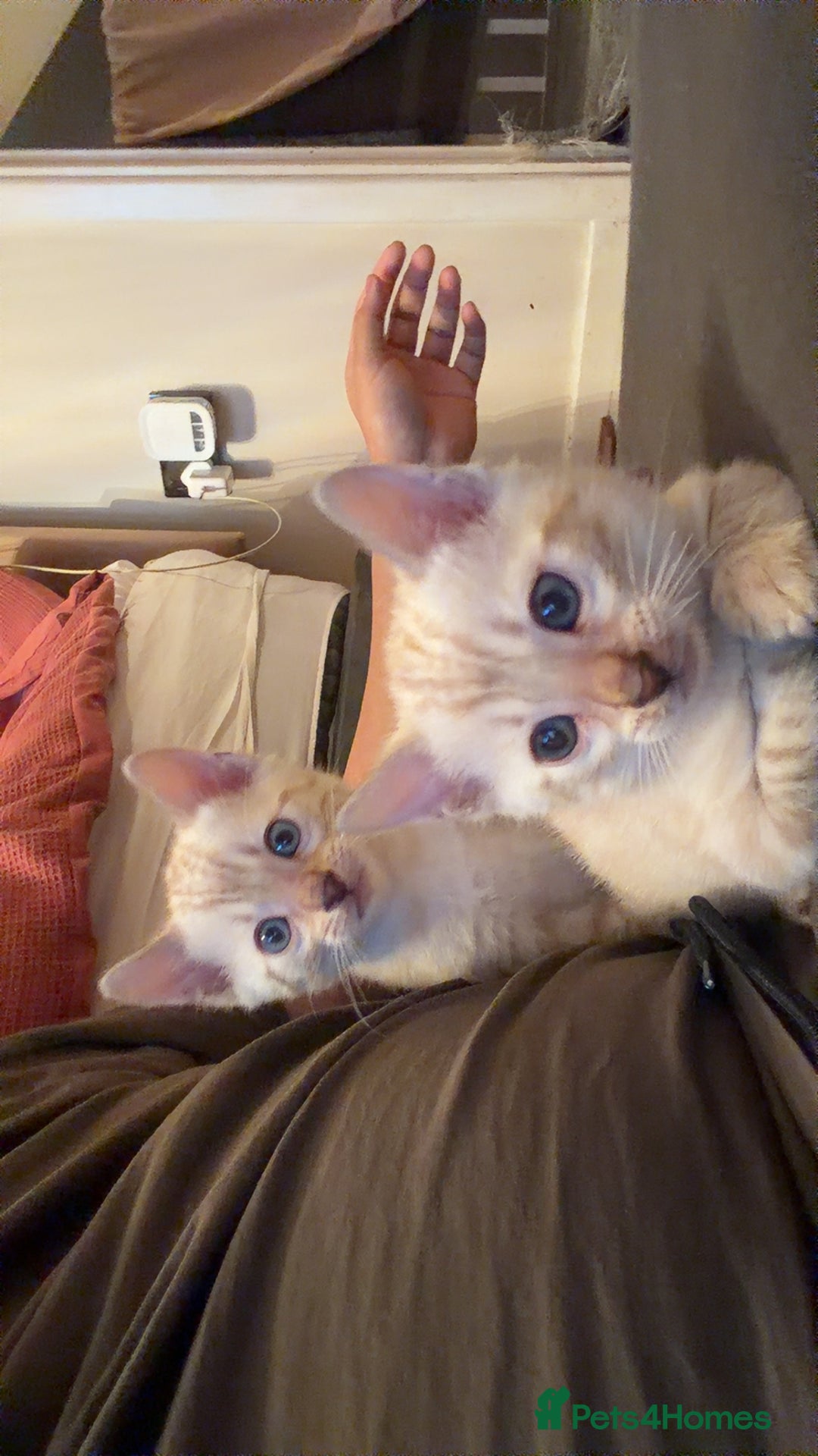 Bengal cats for sale: PURE BRED SNOW LYNX kittens 🐱 - Advert 17