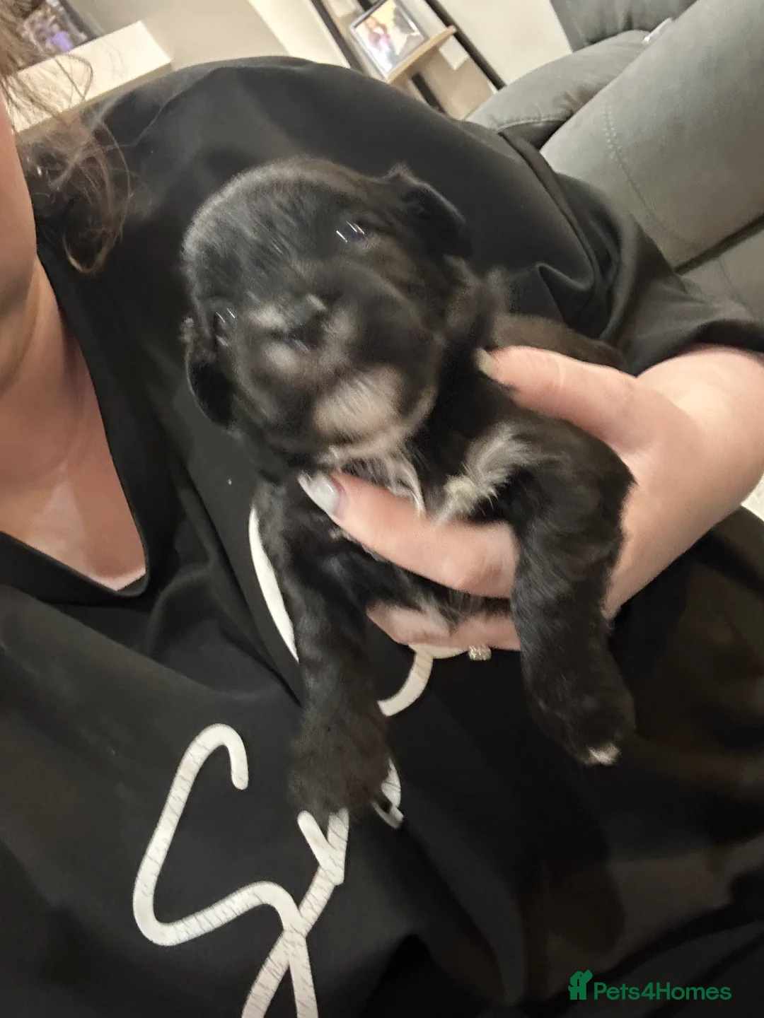 Lhasa Apso dogs for sale: Beautiful mini Lhasa apso’ - Advert 11