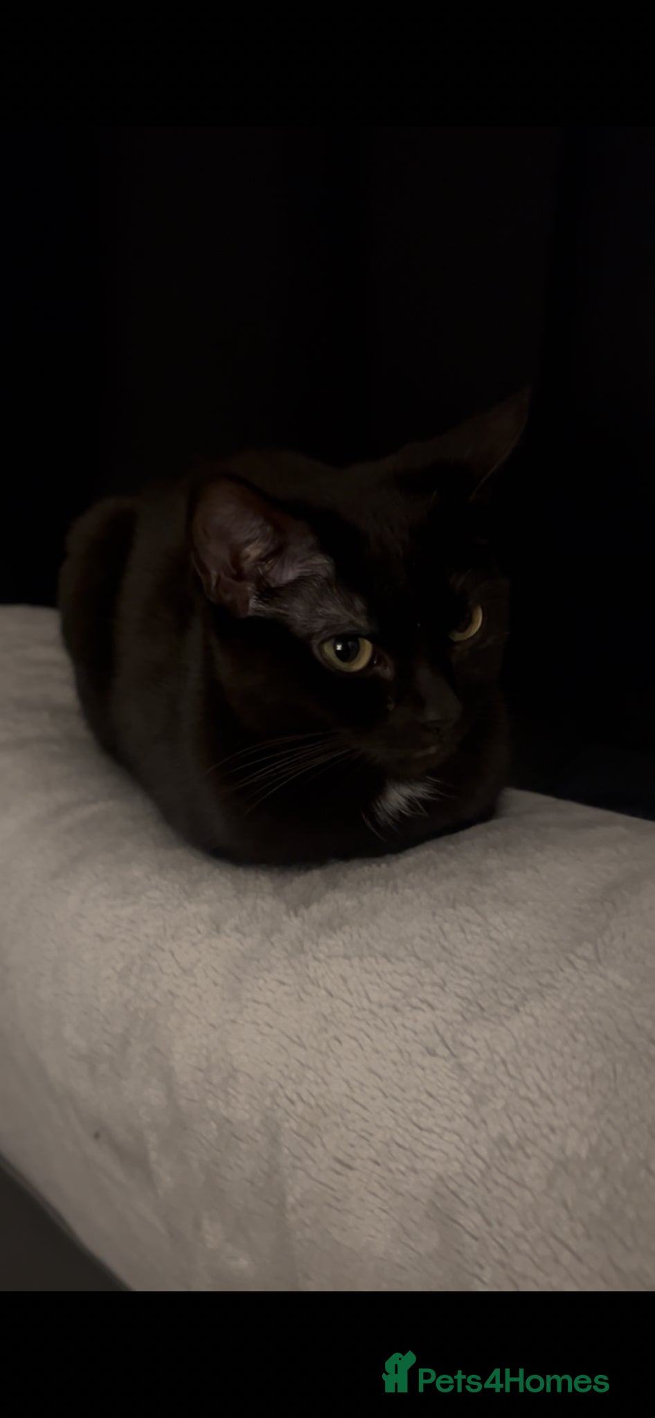 American Shorthair cats 3 female Cats. 1 mother, 2 daughters - Advert 3