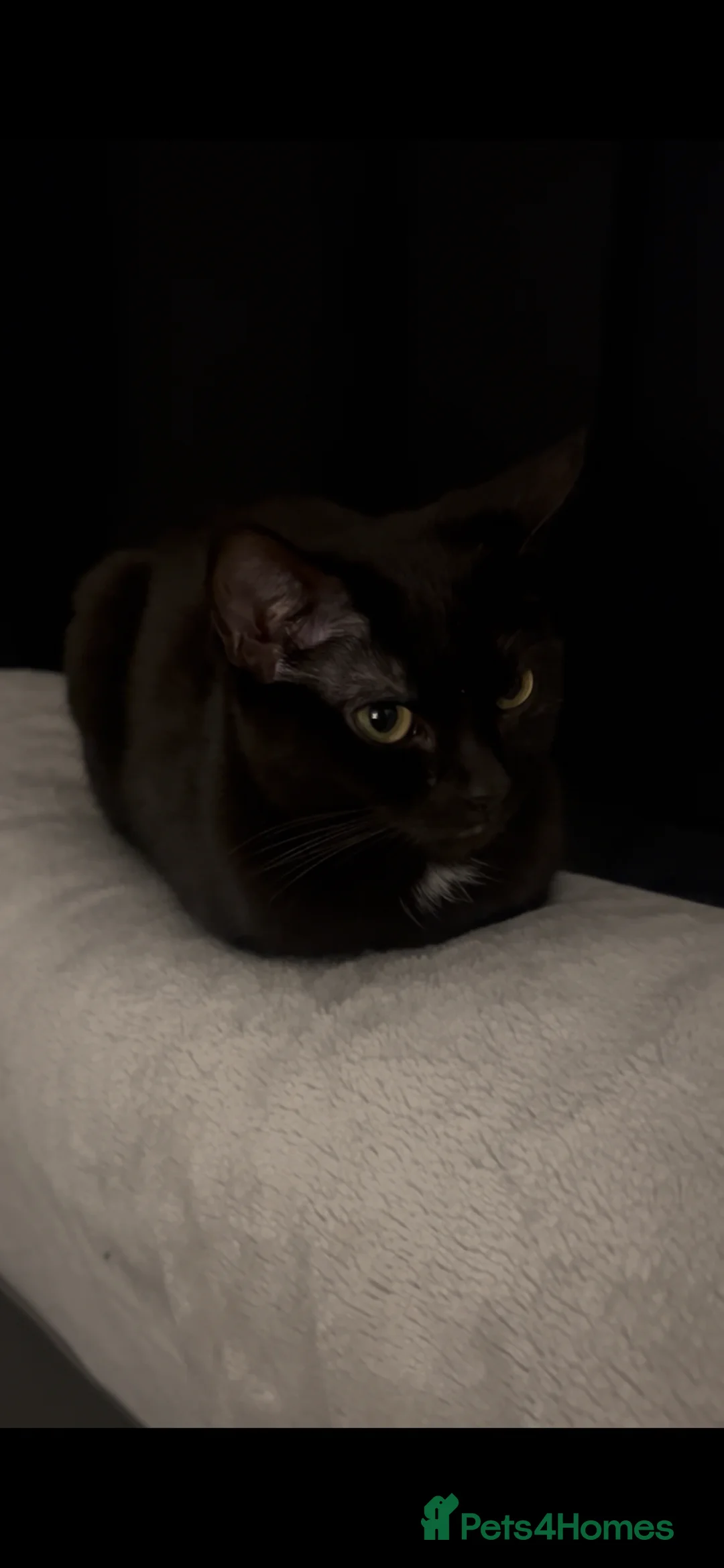 American Shorthair cats for sale: 3 female Cats. 1 mother, 2 daughters - Advert 1