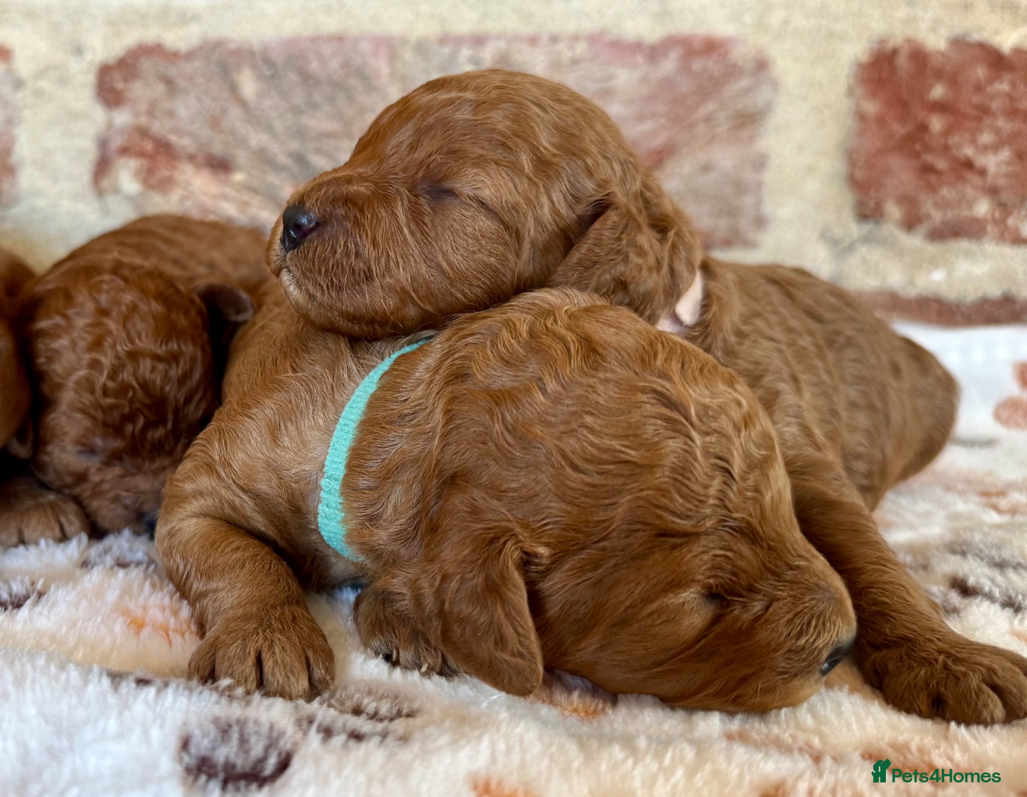 Cavapoo dogs F1b Cavapoos  - Advert 1