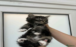 Mixed Breed cats for sale: Maine coon xxx - Image 19
