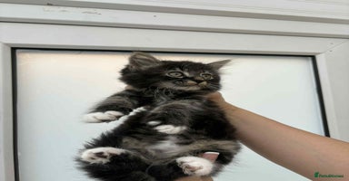 Mixed Breed cats - Advert 11