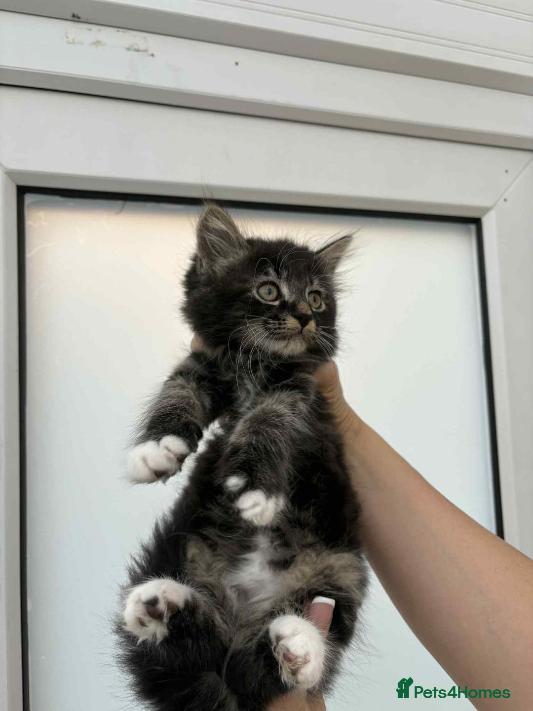 Mixed Breed cats for sale: Maine coon xxx - Image 19