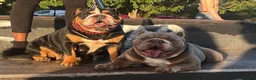 English Bulldog dogs for stud: Mister kylo in Southampton - Advert 10
