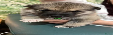 Shepsky 3