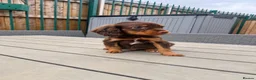 Sprocker dogs for sale: sprocker puppies  - Advert 6