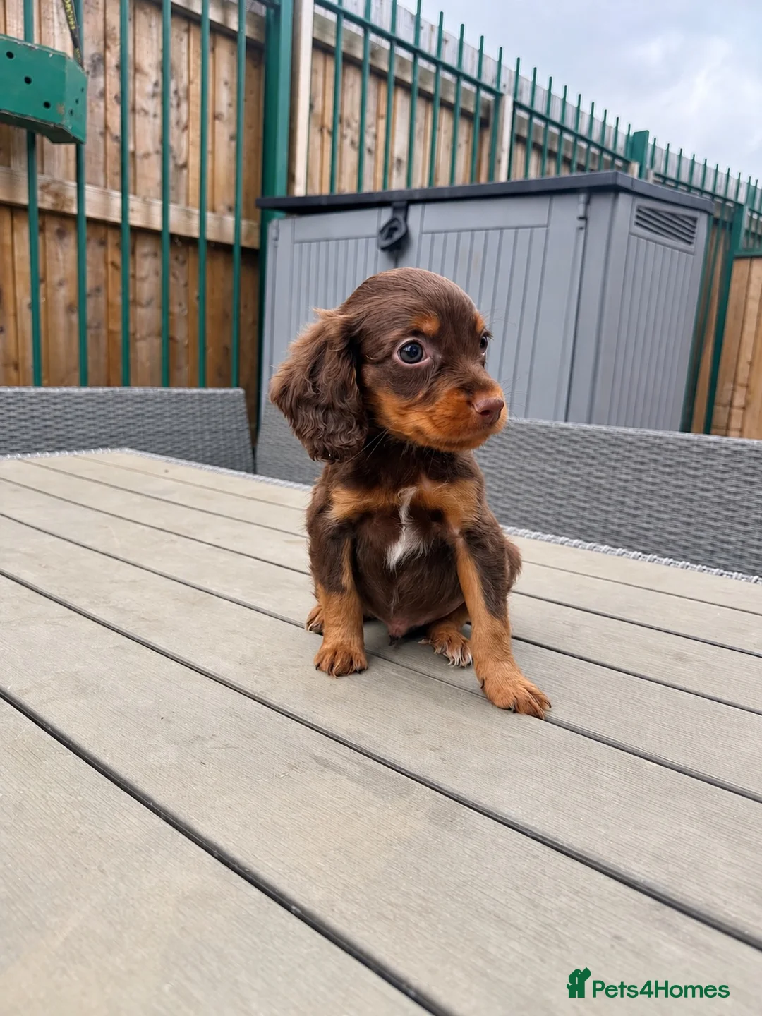 Sprocker dogs for sale: sprocker puppies  - Advert 6