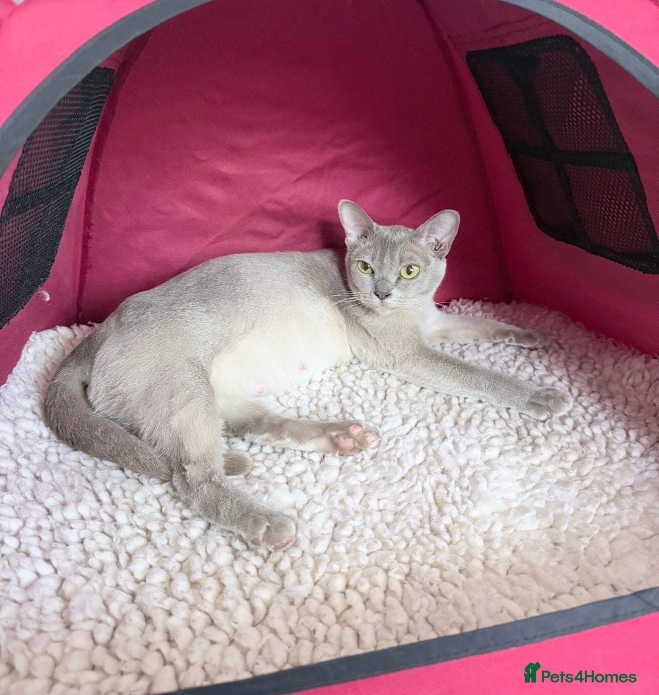 Burmese cats GCCF registered - Home Raised Burmese Kittens - Advert 2