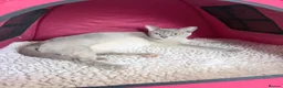 Burmese cats for sale: GCCF registered - Home Raised Burmese Kittens - Advert 2
