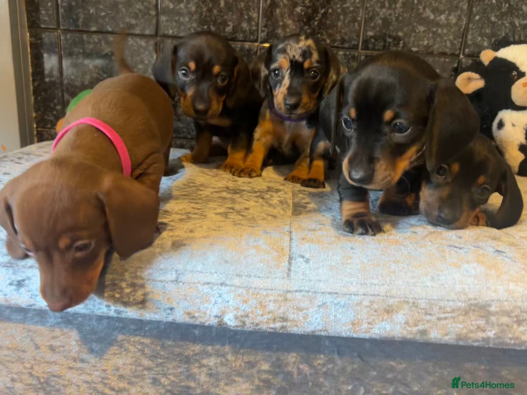 Miniature Dachshund dogs for sale: READY TO LEAVE BLACK/TAN MINIATURE DACHSHUND KC  - Image 21