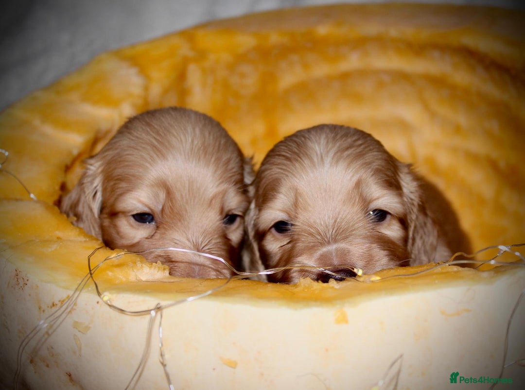 Miniature Dachshund dogs for sale: Stunning shaded cream and cream dachshunds  - Image 7