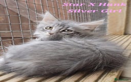Maine Coon cats for sale: VARIOUS FULL PEDIGREE MAINE COON KITTENS FOR SALE in Rotherham - Image 9
