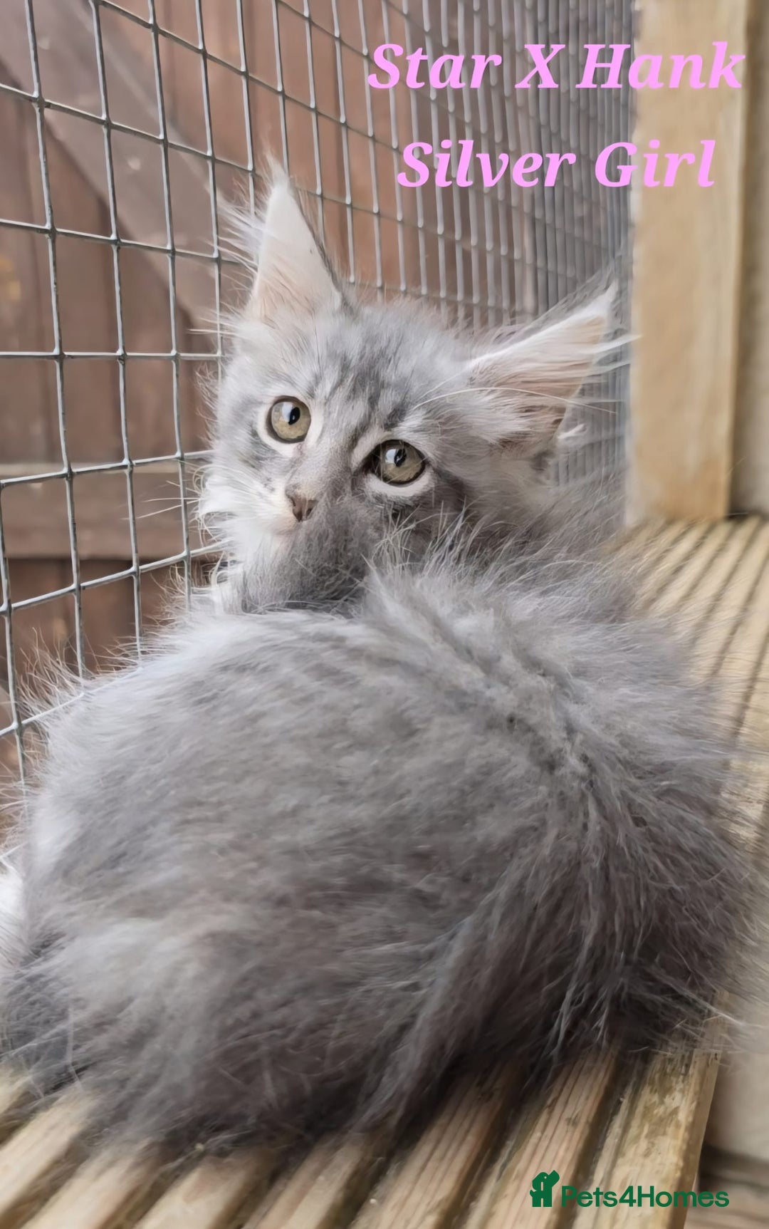 Maine Coon cats for sale: VARIOUS FULL PEDIGREE MAINE COON KITTENS FOR SALE in Rotherham - Image 9