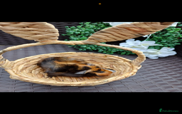 Guinea Pig rodents for sale: 3 long haired baby guinea pig babys - Image 5